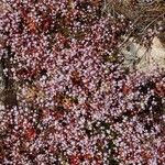 Sedum caeruleum 花