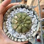 Matucana madisoniorum 葉