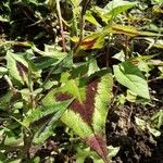 Persicaria microcephala List