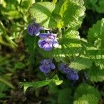 Glechoma hederacea Flor