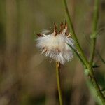 Crepis vesicaria Flower
