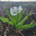 Chlorophytum tuberosum Blatt