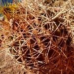 Ferocactus cylindraceusبرگ