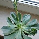 Aeonium nobile 葉