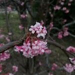 Viburnum farreriFlor