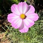 Cosmos parviflorus Cvet