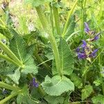 Salvia pratensis Feuille