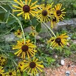 Rudbeckia subtomentosa Floare