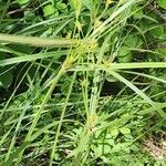 Cyperus serotinus Агульны выгляд