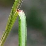 Elymus caninus Leaf