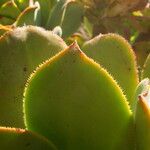 Aeonium valverdense 葉