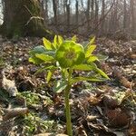 Helleborus dumetorum Flor