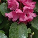 Rhododendron orbiculare Kvet