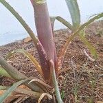 Billbergia distachia Ліст