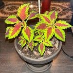 Coleus decurrens পাতা