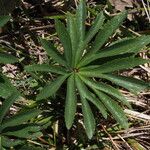 Helleborus viridis 葉