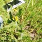 Amsinckia menziesii Flower