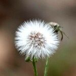 Crepis foetida Ffrwyth