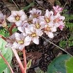Bergenia ciliata Floare