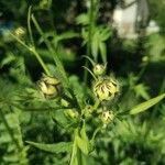 Cephalaria alpina Flor