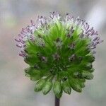 Allium nevsehirenseFlower