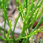 Psilotum nudum Bark