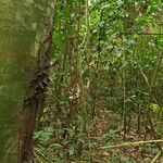 Pycnobotrya nitida Συνήθη χαρακτηριστικά