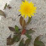 Sonchus bulbosus Likasa