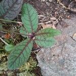 Hieracium venosum Leaf