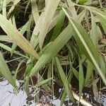 Setaria palmifolia Folio