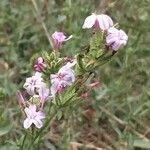 Plumbago europaea Цветок