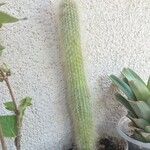 Cleistocactus strausii Frunză