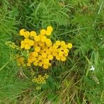 Tanacetum vulgareFlower