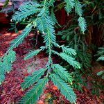 Sequoia sempervirens Feuille