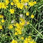 Senecio vernalis Habitus