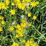 Senecio vernalis Habit