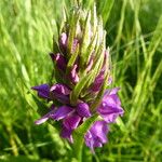 Dactylorhiza majalisKvet