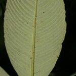 Notopleura polyphlebia Hoja