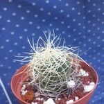 Mammillaria decipiens Foglia