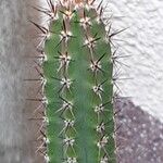 Corryocactus aureus Leaf