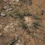 Cyperus conglomeratus عادت داشتن