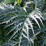 Cynara cardunculusFolha