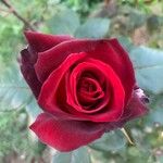 Rosa gallica Çiçek