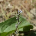 Myosotis minutiflora Fula