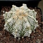 Astrophytum asterias Blad