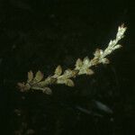 Prescottia stachyodes Hoja