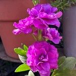 Matthiola incana Blomma