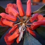 Rhododendron apoanum Flower