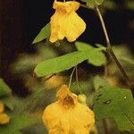 Impatiens noli-tangere പുഷ്പം