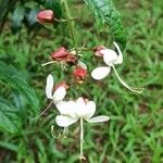 Clerodendrum indicum Fleur